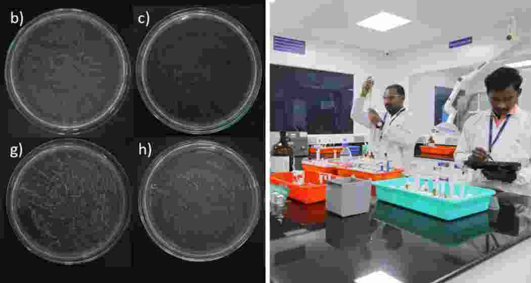 Scientists at IIT-Madras review computational models for fungal research.