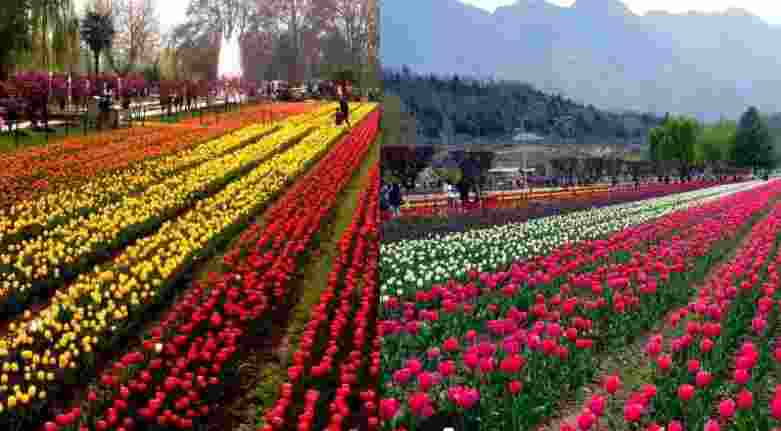 Asia's largest tulip garden in Srinagar to open on March 16