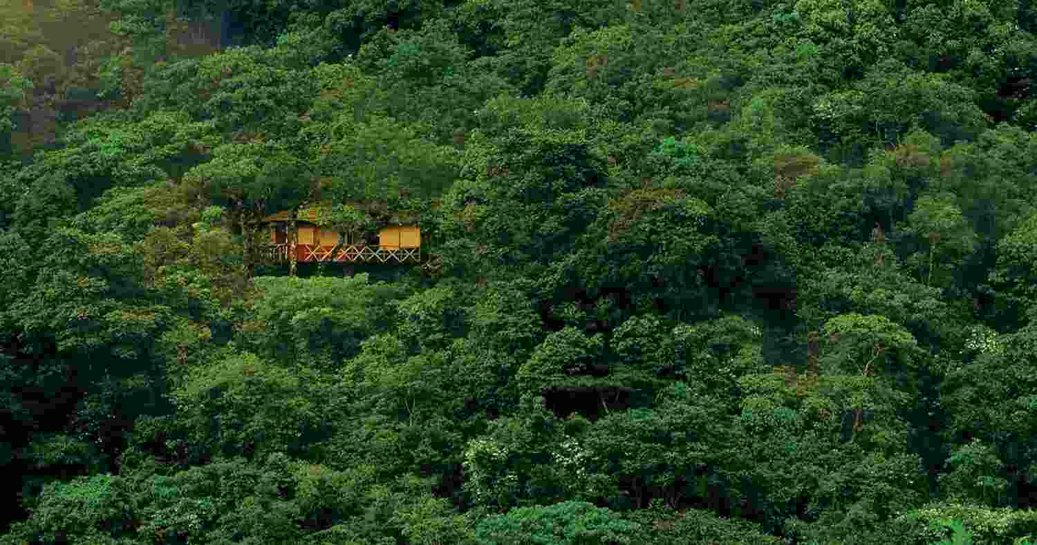 India leads in forest area gains, ranks third: FAO