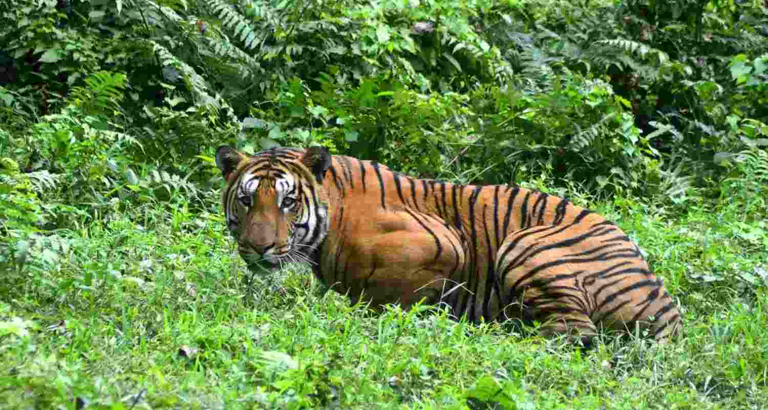 Could local communities hold the key to saving Indian tigers? Could local communities hold the key to saving Indian tigers?