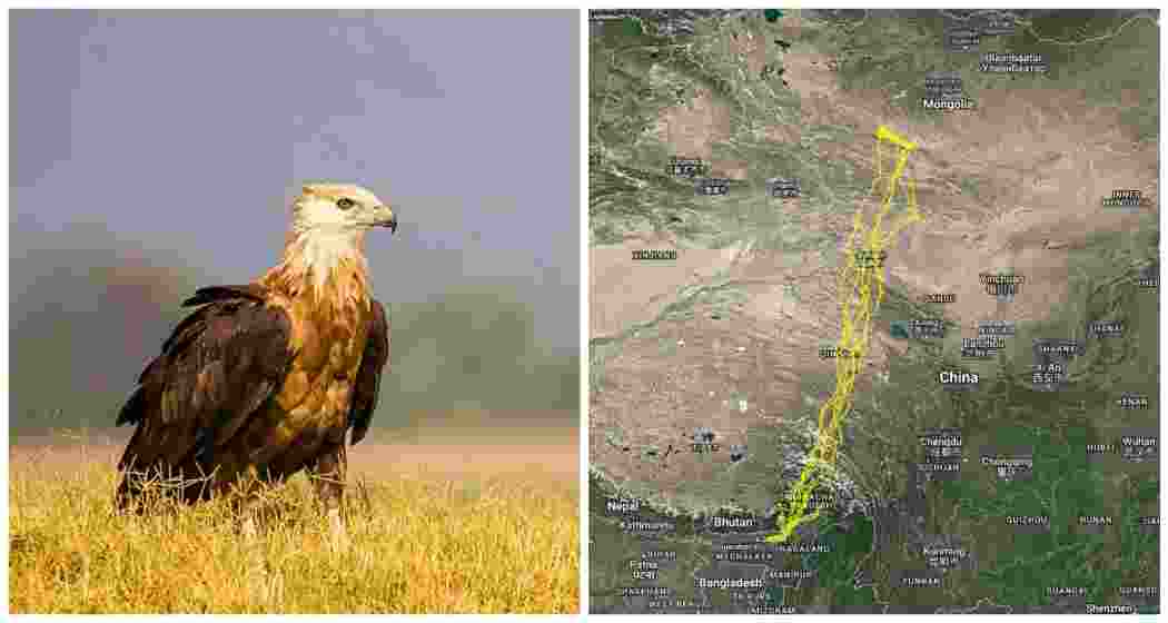 Pallas’s fish eagle, an endangered species tagged in Mongolia (L). The Pallas’s fish eagle’s migratory route, from Mongolia to Assam, as shared by Assam Chief Minister Himanta Biswa Sarma (R).