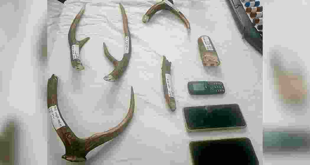 Seized ivory, deer antlers, and firearms displayed by forest officials following a late-night anti-poaching raid near Kurseong in north Bengal’s Siptiguri area under the Kurseong forest division.