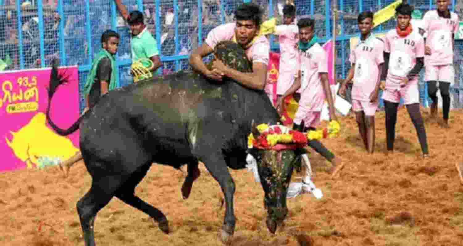Avaniyapuram Jallikattu kicks off with Pongal