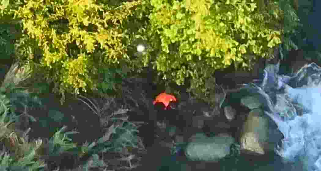 Drone footage purportedly captures Imtiyaz Ahmed jumping into the fast-flowing Vaishow stream in Kulgam while allegedly attempting to flee from police during an anti-terror operation.