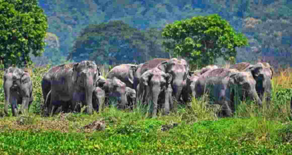 Bengal to launch 22 microhabitats for protecting elephants