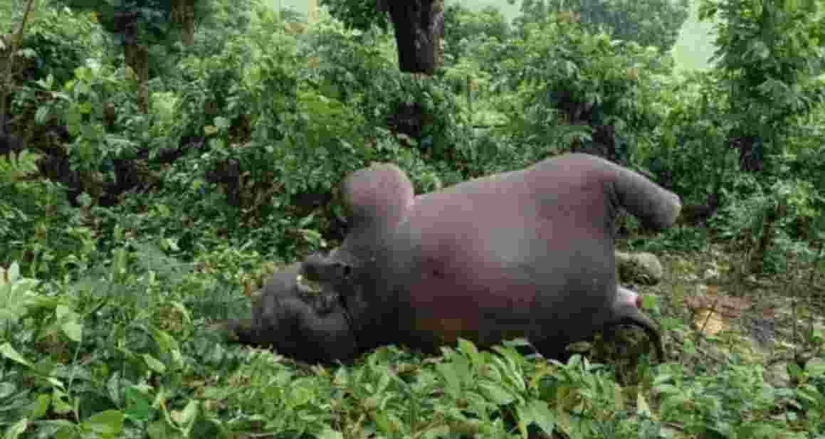 Lightning kills elephant calf, teen drowns in Tripura