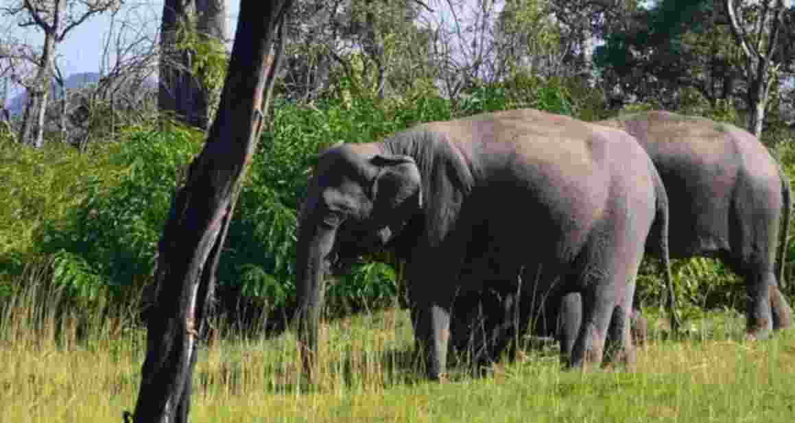 Two killed, three injured in elephant attack