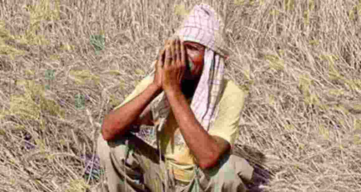 Maha govt approves ₹1,339 cr crop loss assistance for farmers
