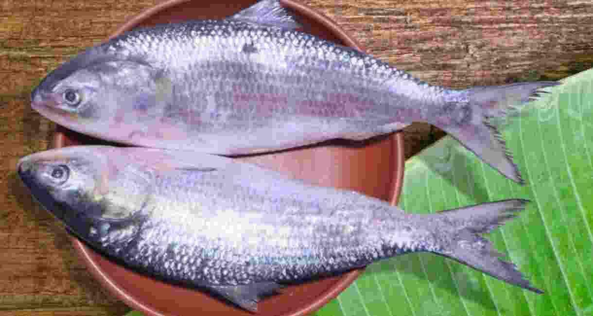 With B’desh Hilsa scarce, Bengal turns to Gujarat, Myanmar