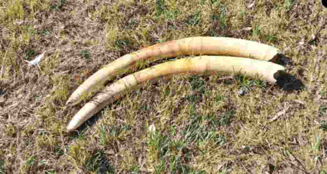 Ivory over ₹2 crore stolen from Pangod military station; 17 held