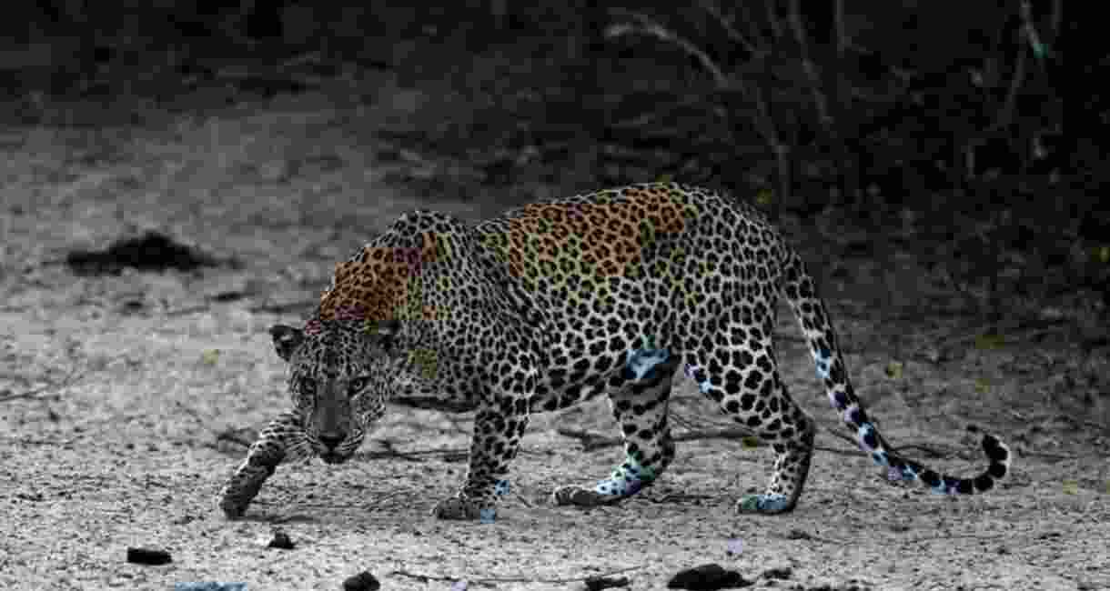 Bengal: Leopard kills 12-year-old boy, 3 deaths in 2 months