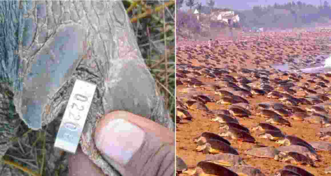 Odisha tagged Olive Ridley Turtle travels to Andhra