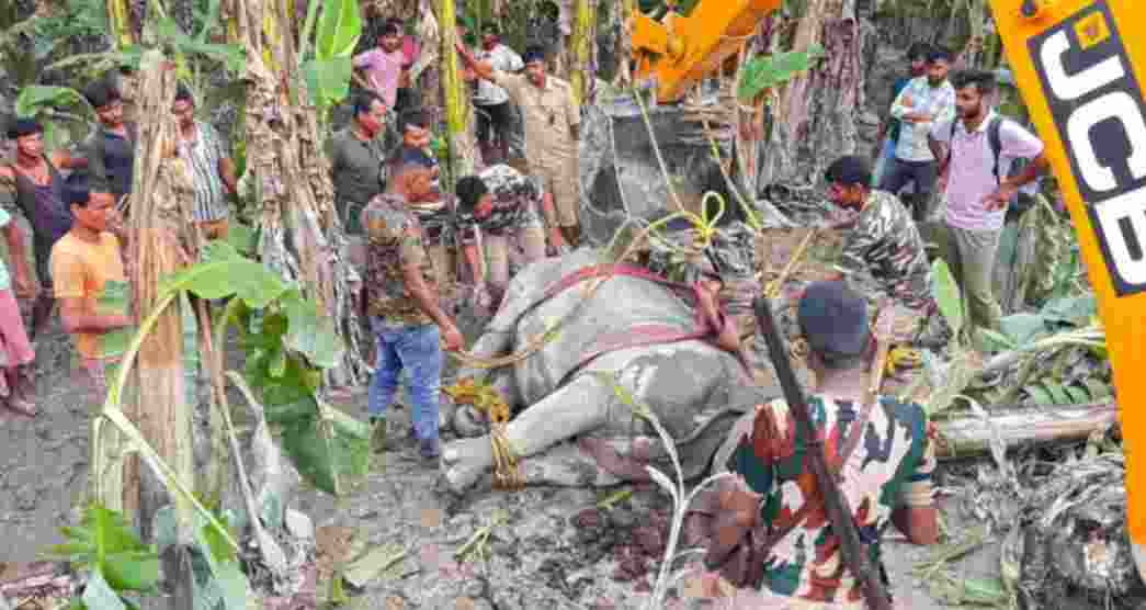 Around 10 rhinos had drifted nearly 10 to 25 kilometers from the park and wandered into localities in Cooch Behar and Alipurduar districts in search of safety.
