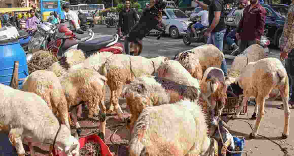Massive scam surfaces in sheep distribution scheme of Telangana
