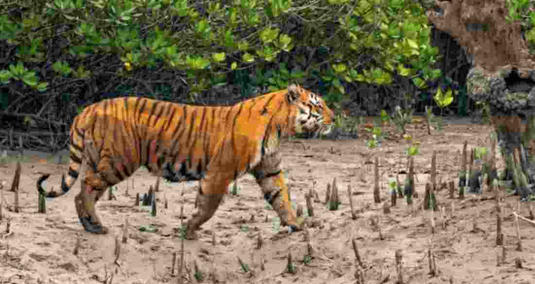 Sundarbans to shut for two days for tiger census from Dec 11