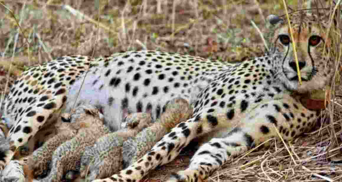 PM Modi lauds big cat alliance on World Wildlife Day