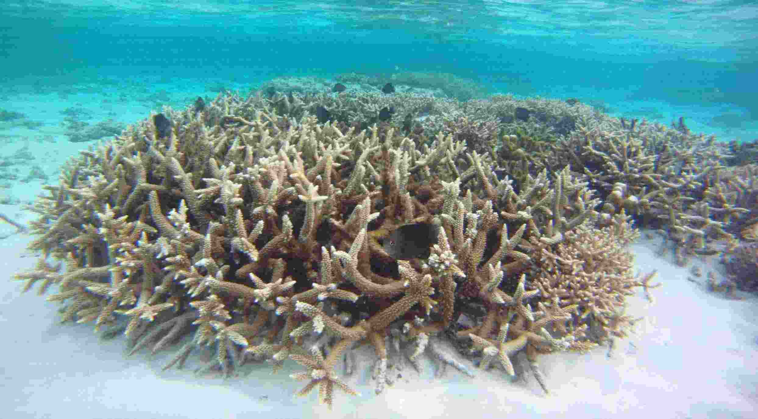A very warm Indian Ocean is causing mass coral bleaching in Lakshadweep