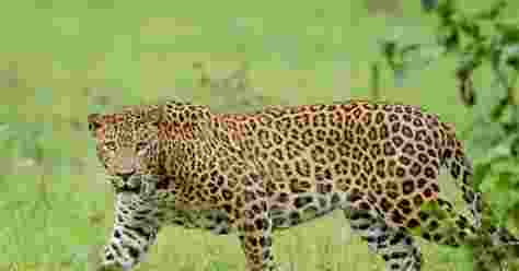 In a tragic incident, an eight-year-old girl was mauled to death by a leopard in a forest area near Mandori village, officials reported on Sunday.