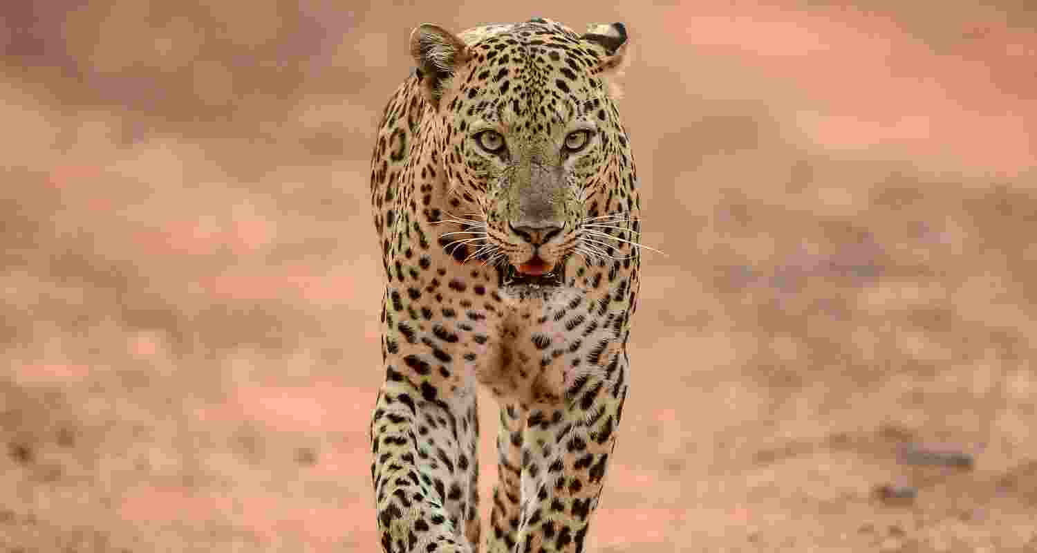 Representative Image. 