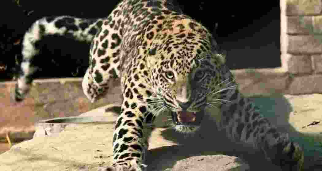 Representative image of a leopard on the move 