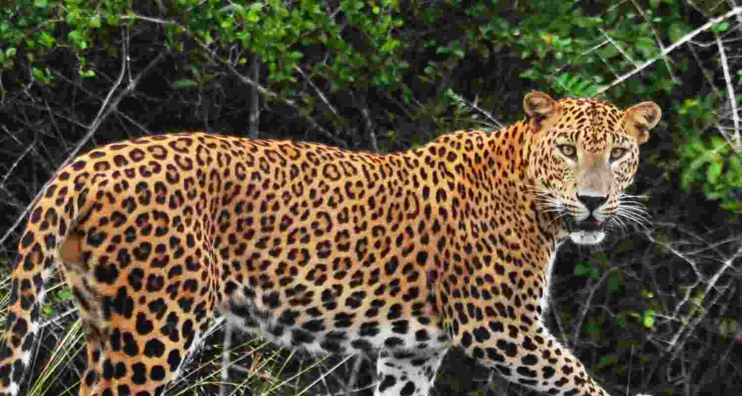 Representative Image. 