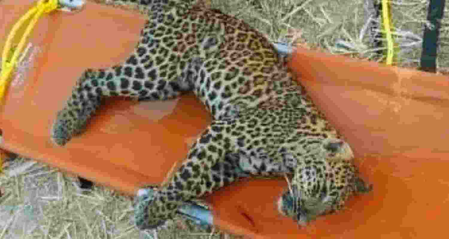 Representative Image. 