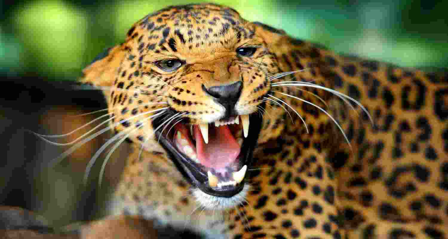 An image of a leopard.