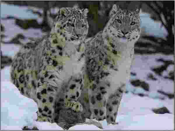 Snow leopards  presence confirmed by study in J&K Himalayas