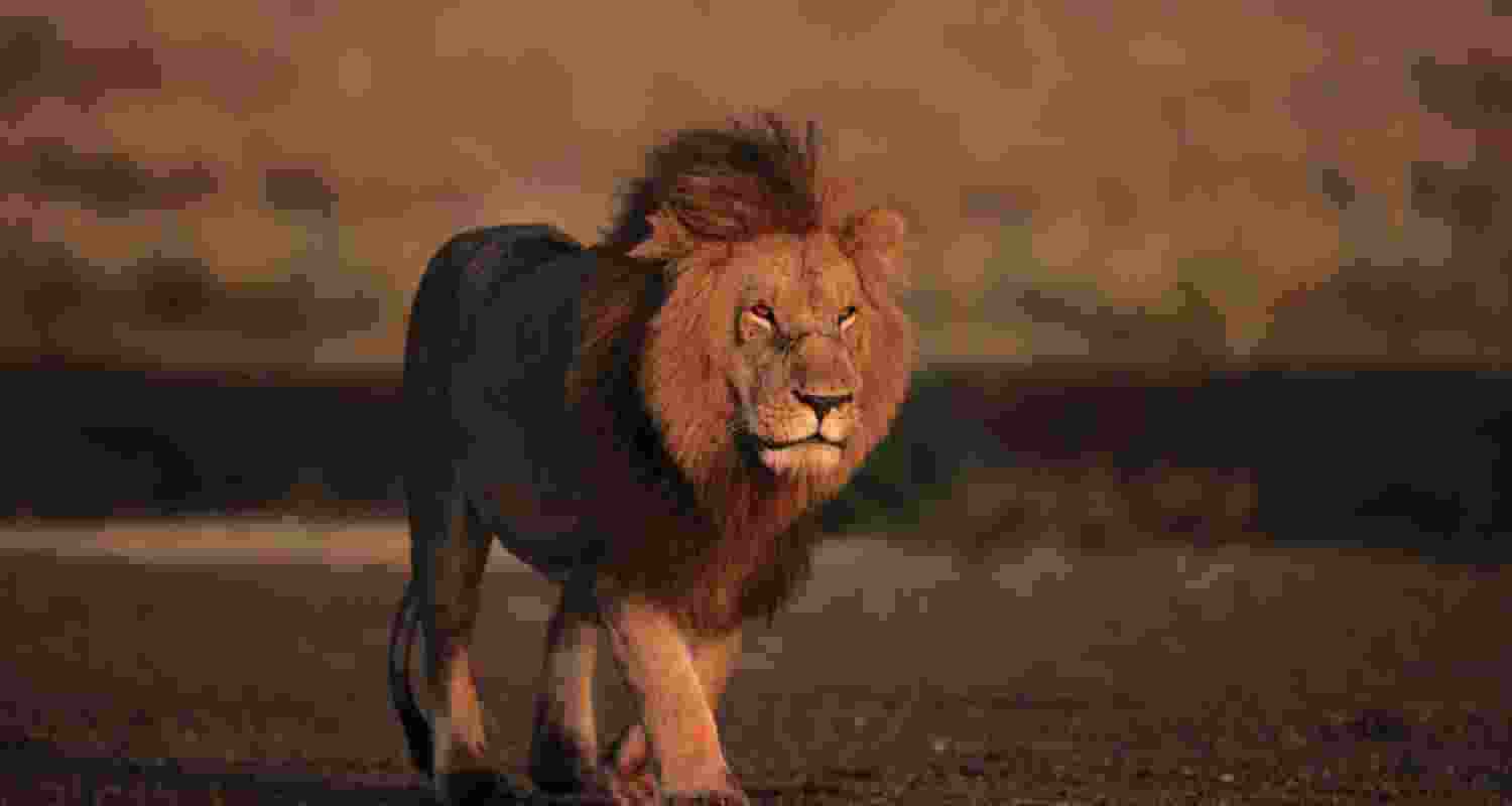 A lion in the grasslands 