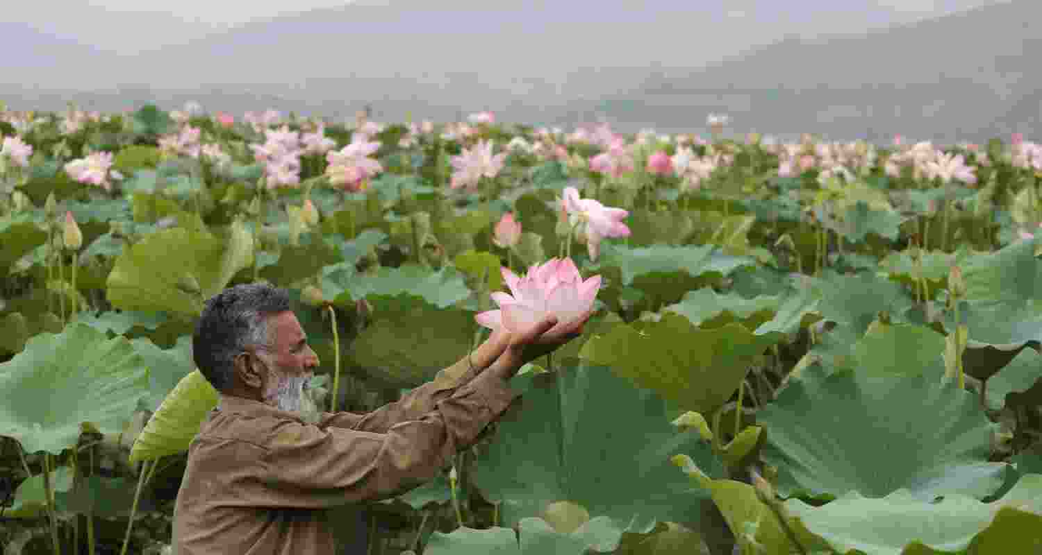 Lotuses bloom again in Wular Lake after 30-years