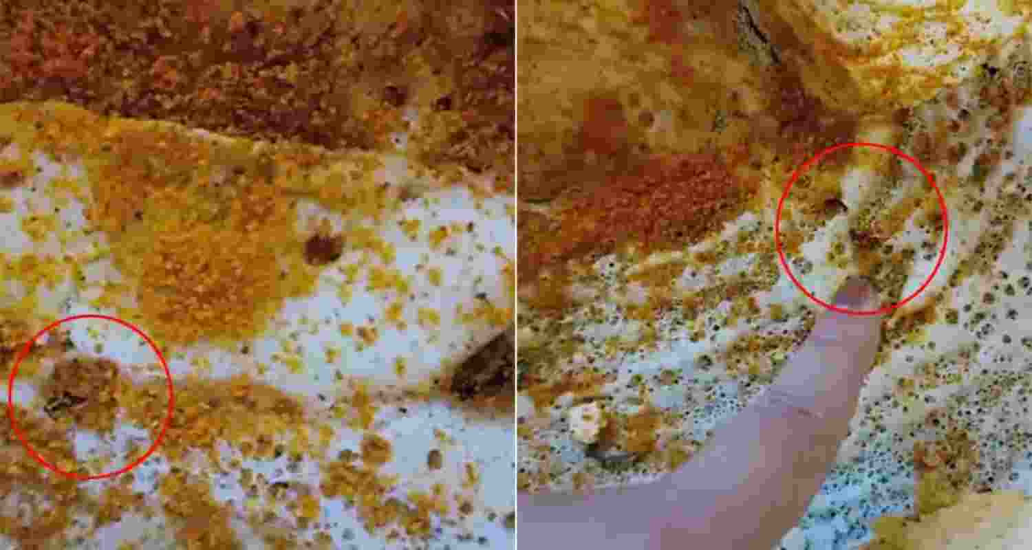 Eight cockroaches were found in a plain dosa served at the Madras Coffee House in Delhi's CP.