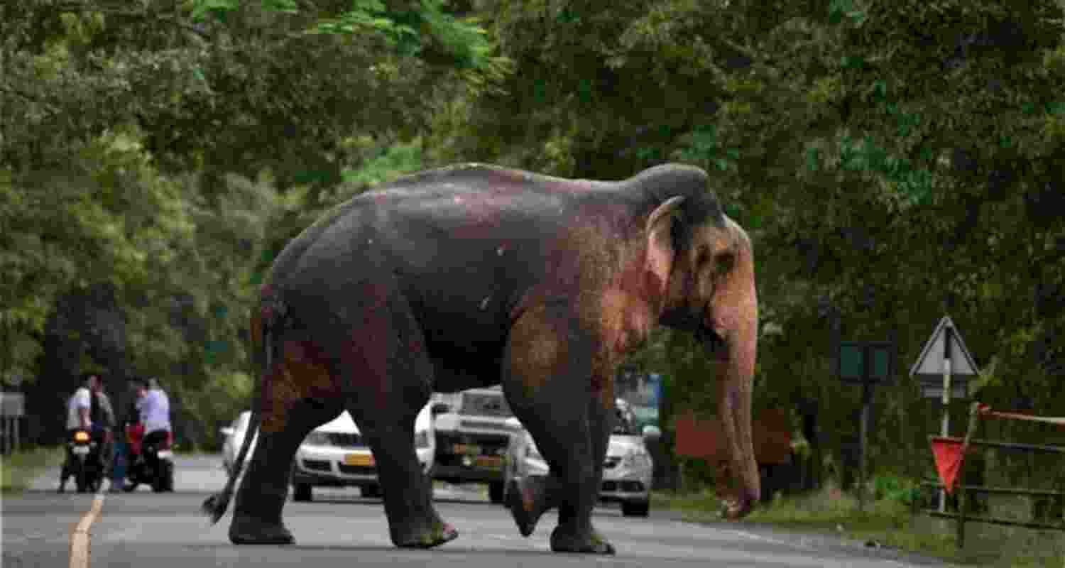 Karnataka govt deploys AI, drones to tackle human-wildlife conflict