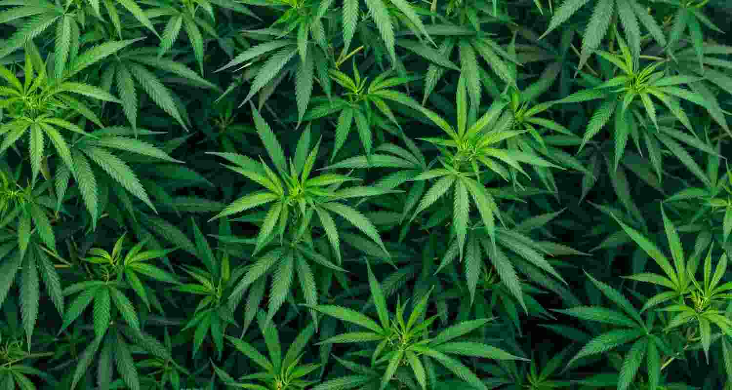 Marijuana Plant. Representational Image.
