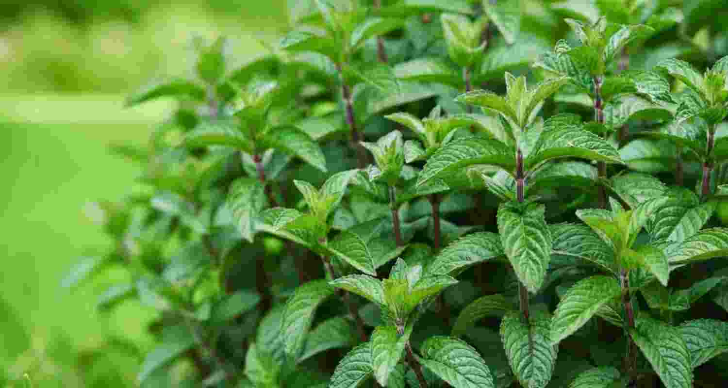 How mint pulls a ‘cold trick’ on your senses