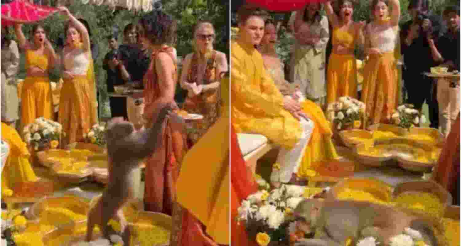 Monkey crashes haldi ceremony, steals laddoos! Watch