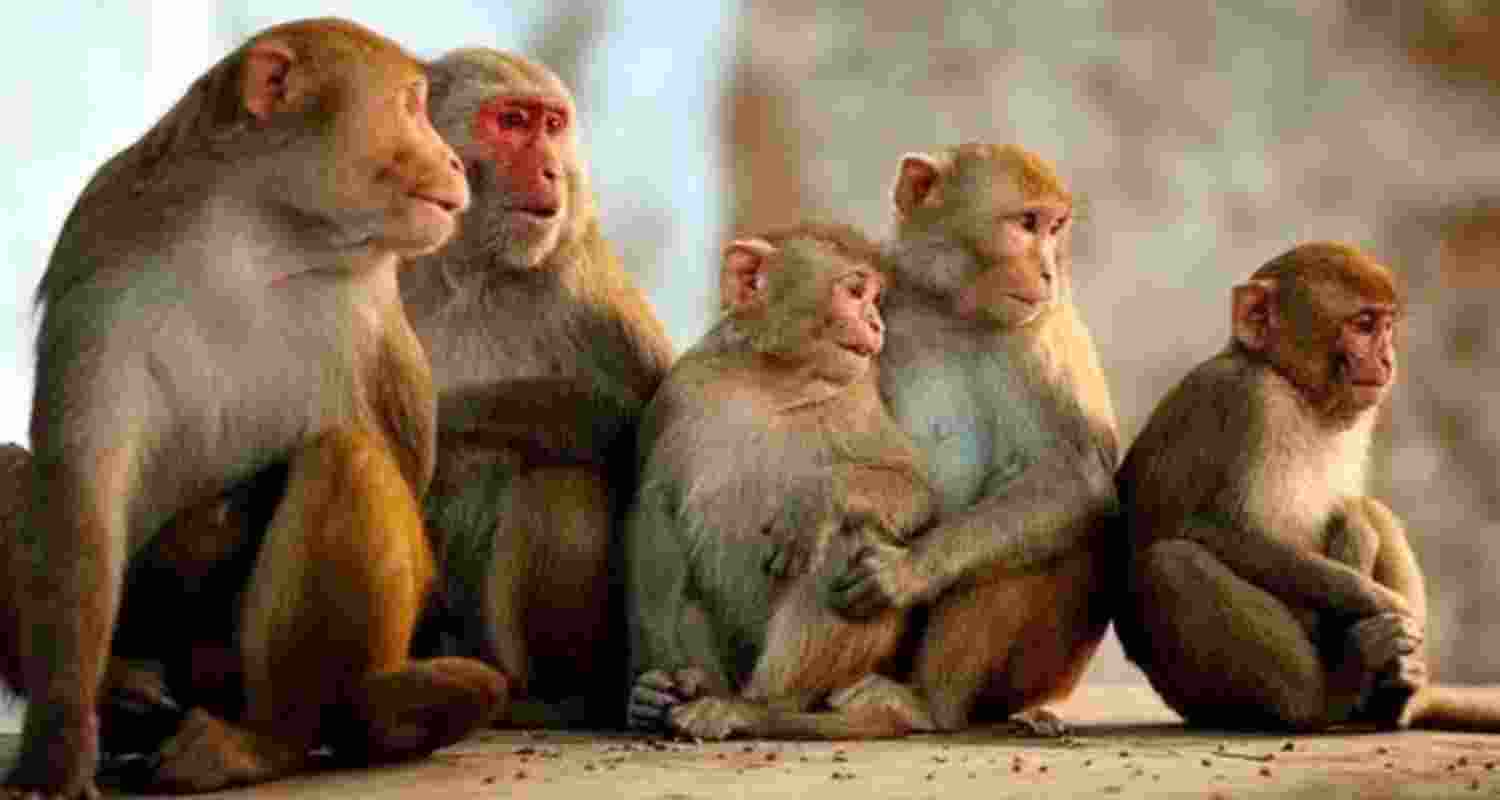 11 monkeys found dead in Karnataka forest