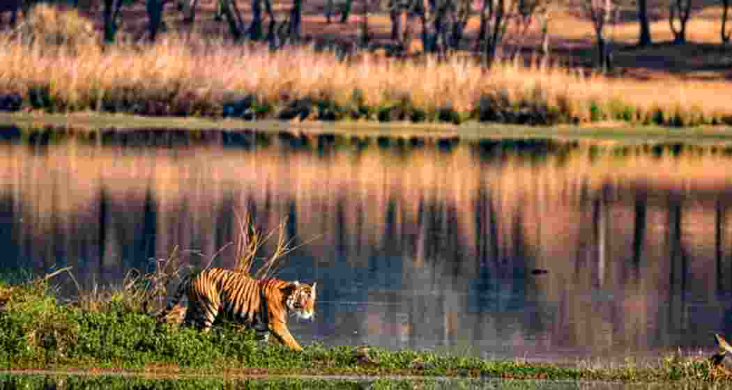 Tiger in its habitat. (Representative Image)