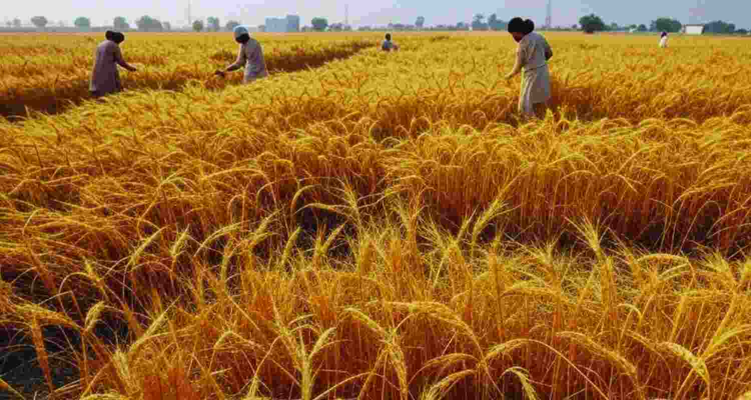 111 lakh MT wheat procured in Punjab so far