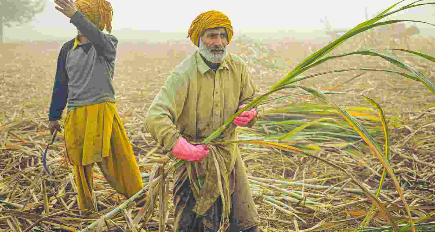 Haryana hikes sugarcane price to ₹415 per quintal