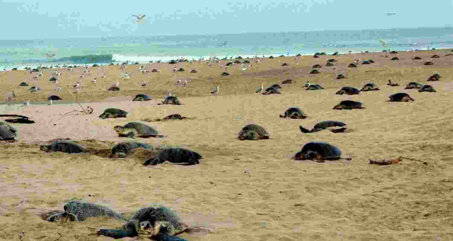 48 tagged Olive Ridley turtles return to Odisha for nesting