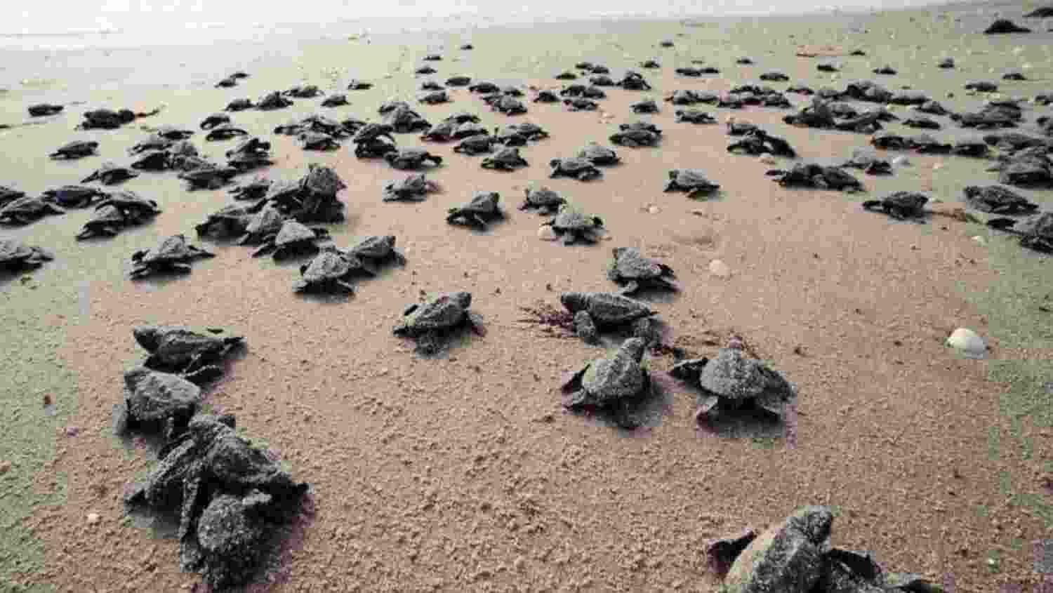 Goa authorities block festival threatening turtle nesting at Morjim beach