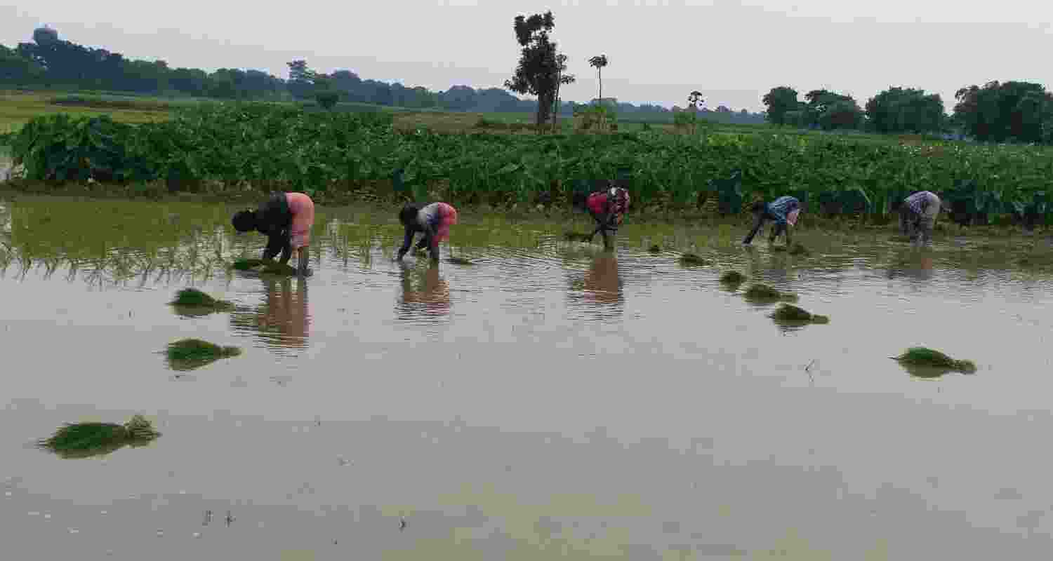 Women plant rice in paddy fields at Burdwan, West Bengal.