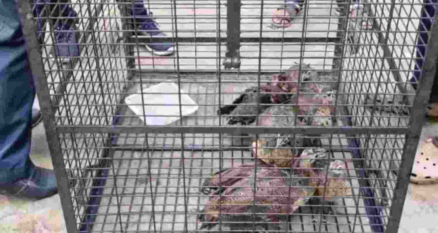 BSF foils smuggling bid, rescues 11 peacocks near B’desh border