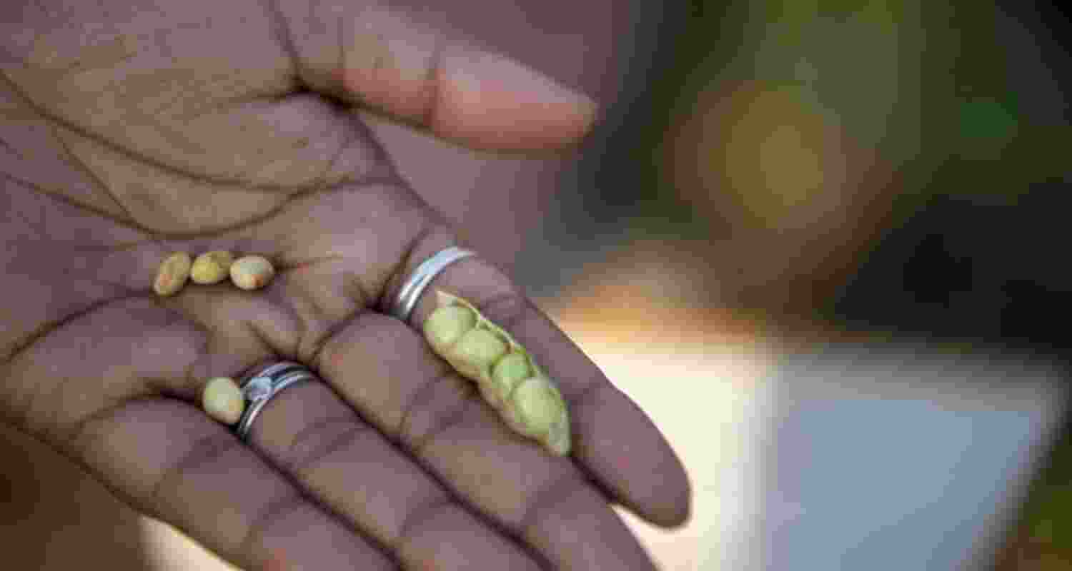 Heat-tolerant pigeon pea: Indian scientists crack the code