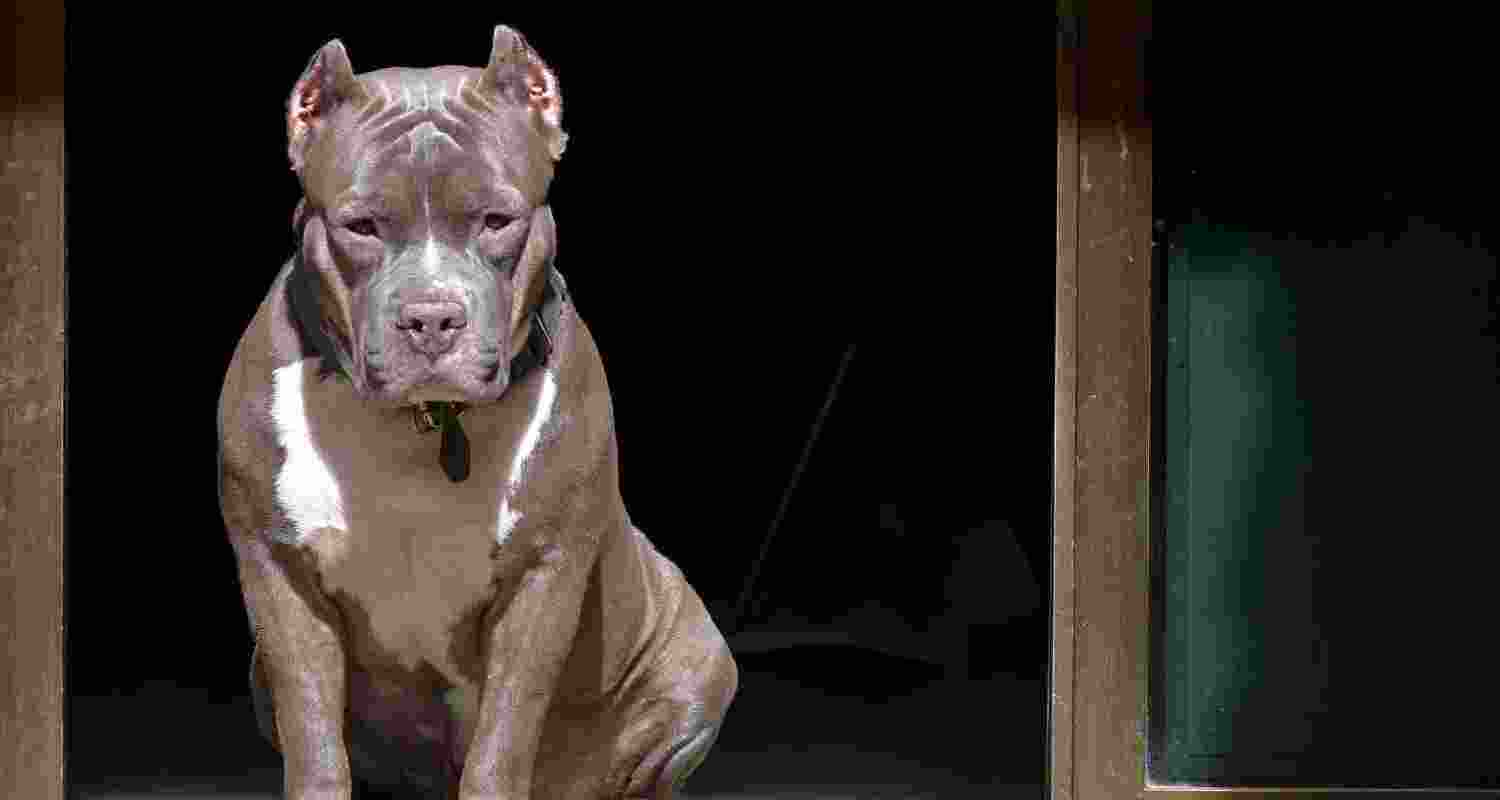 Owner asked to move Pitbull from home after dog attacked woman