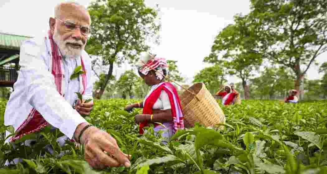 Prime Minister Narendra Modi plucks tea leaves with women workers at a tea garden, in Dibrugarh, Assam on Wednesday.