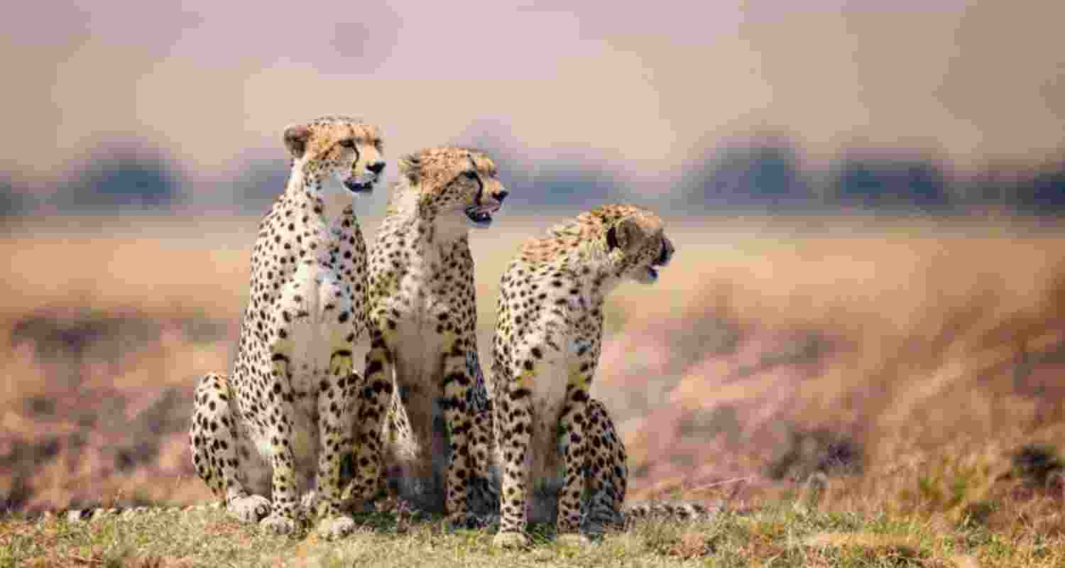 Project Cheetah grows with cubs, despite climate setbacks Project Cheetah grows with cubs, despite climate setbacks