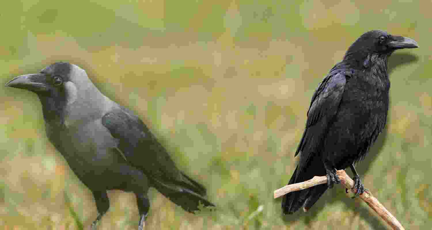 What’s it like being a raven or a crow?