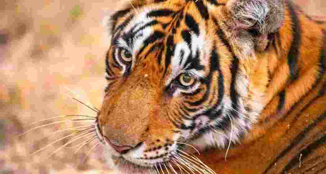 Representative image.