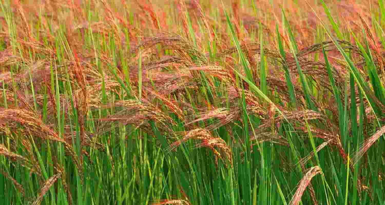 Representational image